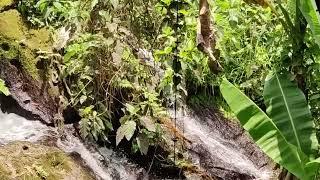Refreshing spring water coming from Nayong Kalikasan Farm falls