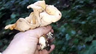 Picking chanterelle mushrooms Lower Mainland BC 2024