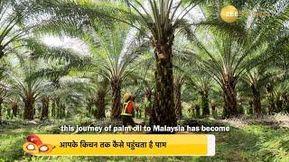 Discover the Impact of Malaysian Palm Oil