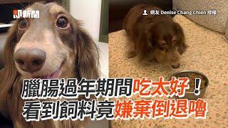 過年吃太好！臘腸犬看到飼料竟嫌棄倒退嚕｜寵物動物｜狗狗｜精選影片