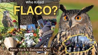 FLACO- the Eurasian Eagle Owl: New York's Beloved Explorer, King of Central Park  #newyork