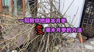 如何把一棵大藤本月季变灌木种植/05.03.2025