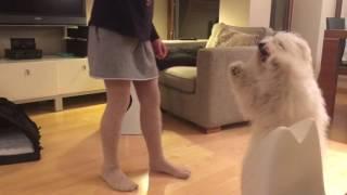 Dancing Coton de Tulear