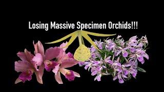 Losing Massive Specimen Size Orchids