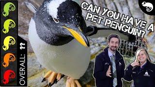 Penguin, The Best Pet Bird?