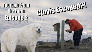 Footage From The Farm: Episode 2 - Showdown Between Clovis the dog And Charles Pol, Who Will Win?