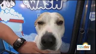 Pawfect wash in Newday Northwest.