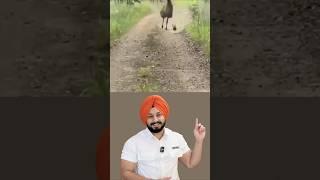 Funny Dog vs Peacock Moment