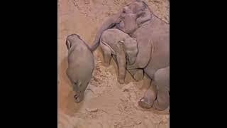 How baby elephants sleep