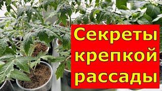 КРЕПКАЯ РАССАДА на подоконнике. Делюсь опытом!