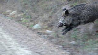 FINDIK BAHÇESİNDE DOMUZU AVI  / BOAR HUNTING IN HAZELNUT GARDEN