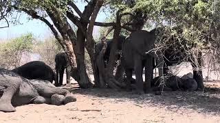 Parade of elephants resting under the wooly capper bush as it was hot.