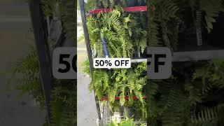 Fern Plants on Clearance at Lowes Garden Center #clearanceplants #gardencenter #plantshopping