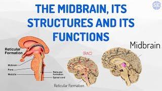 [Psychology] The Nervous System #05: The Midbrain, Its Structures And Its Functions