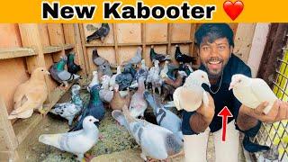 2 New Kabooter Khol Diye | 2 New Kabooter ️