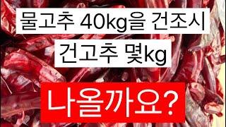 물고추를 건조하면 건고추 몇 kg이 될까요?