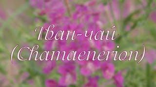 Іван-чай