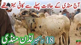 Luddan Cow Mandi Today Latest Update 18-12-2024 - Cow Mandi 2024 - Cholistani Bachre in Ludan Mandi