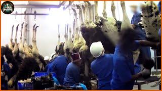 How Farmers Raise Millions Of Ostriches - Ostrich Farm | Ostrich Processing Factory