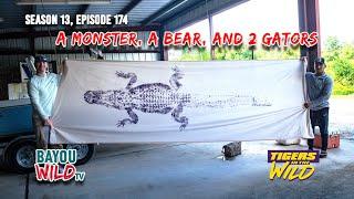 Bayou Wild [ep174] A BEAR, A MONSTER, & 2 GATORS | Season 13 Full Episode | Tigers in the Wild