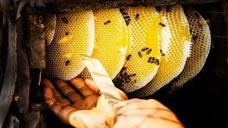 Harvesting Honey Beehive - Beekeeping: Honey Farming (uncapping, extraction and filtration)