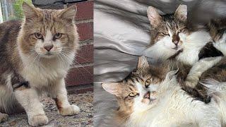 Shy street cat meets his grandpa