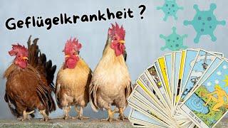 geplante Geflügelkrankheit?