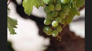 Lohnt sich die Arbeit im Weinberg des Herrn?