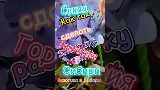 Как сделать гортензию Синей.#каксделатьгортензиюсиней #гортензиясиняя #гортензиякрупнолистная