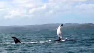 Wale vor Samaná, Dominikanische Republik - whales Samaná, Dominican Republic