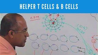 Helper T cells | CD4+ and B cells | Lymphocytes | Immunology