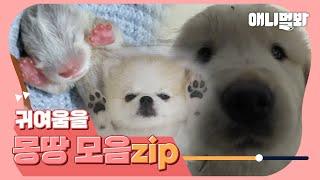 [귀여운동물모음집]귀여운 동물 보고 싶은 사람 이 영상이면 다 끝ㅣCute animals binge -watching더보기