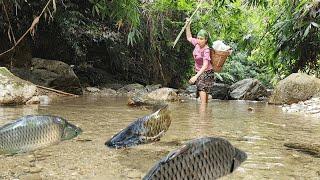 Fish cactching skills. Use sharp bamboo to catch many species of giant fish in the stream