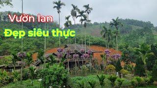 Vườn lan đẹp như một huyền thoại tại Yên Bái