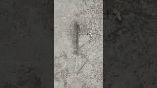 CM Bihar Nitish Kumar yah Gaya district mein rubber dam banaa hai jo Bharat ka dusra rubber hai