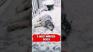 3 Best Winter Dogs: Bernese Mountain Dog, Siberian Husky & Saint Bernard!