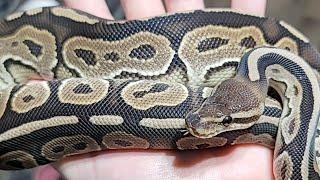 JDH Reptiles Ball Python Drawing