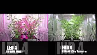 LED vs HID Grow Lights | The Final Chilli Battle