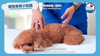 寵物急救小知識 動物控制篇 (狗狗) (First Aid for pets demonstrations : Animal Handling (Dogs))