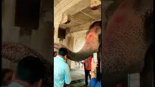 Hampi #shortsvideo #viral #youtubeshorts #viralvideo #reels #travel #hampi