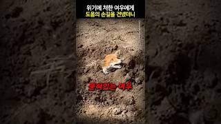위기에 처한 여우에게 도움의 손길을 건넸더니