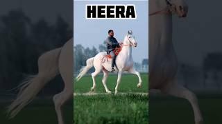 #shorts Marwari horse stallion Heeras studfarm #marwarihorse #viral #horse #trending #ytshorts #yt