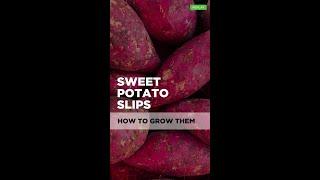 How to Grow Sweet Potato  Slips