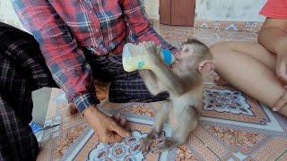 Happily, grandmother took care of baby monkey Mina, who lost her mother