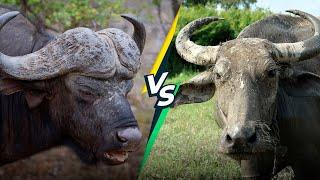 The Ultimate Showdown: Cape Buffalo vs. Water Buffalo.