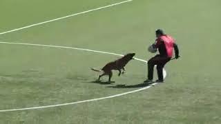 Helper Gets Unconscious After Attack| Belgian Malinois Bitework|