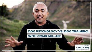 Dog Psychology vs. Dog Training! (Cesar Millan Dog Tips)