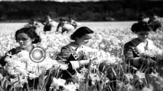 Women pluck yellow daffodils in a field in Tacoma, Washington. HD Stock Footage