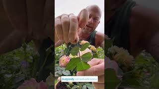 Personal growing review of Rose ‘Bordure Camaieu’ (Delcapo)bred by @georges.delbard #gardenerben