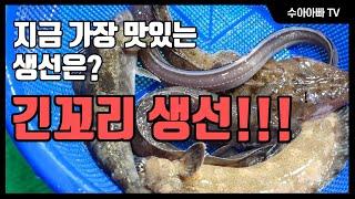 지금 가장 맛있는 생선은? 바로 꼬리가 긴 생선들!!! [수아아빠TV]